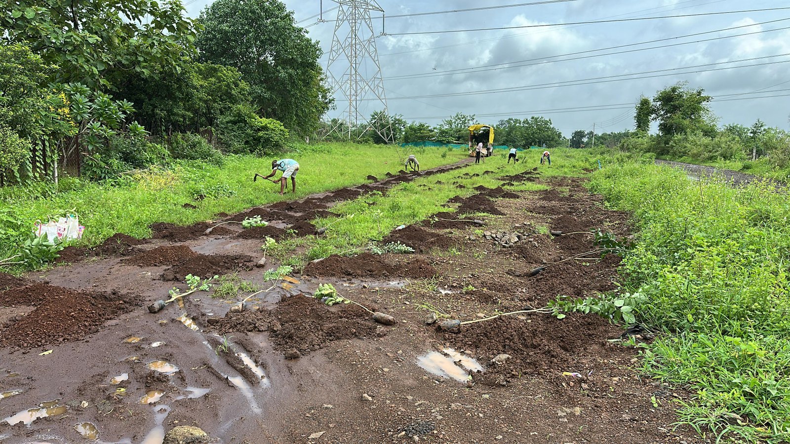 Tree plantation drive
